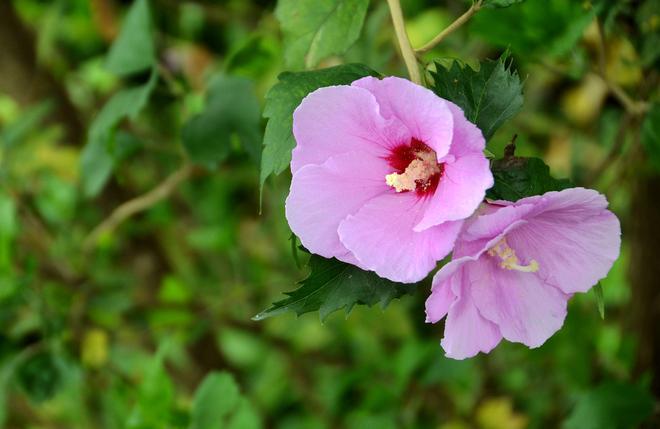 木槿花叶子发黄？别慌这些原因和对策帮你救活它